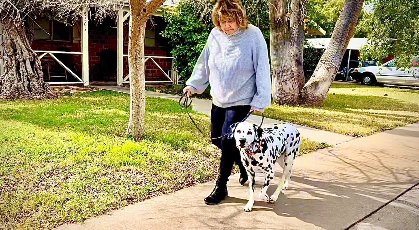 A woman is walking a dalmatian dog on a leash.