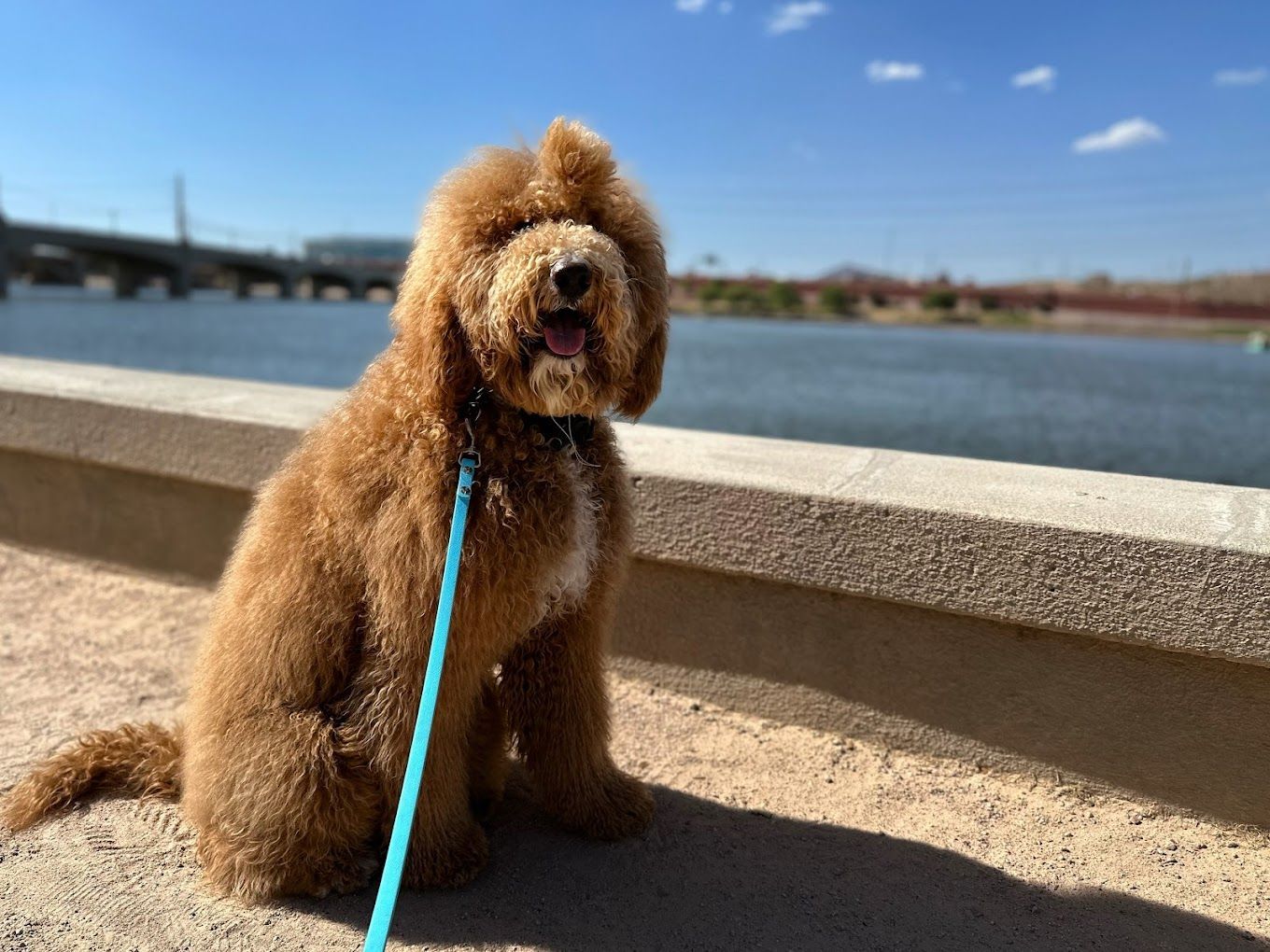 A brown dog on a leash is sitting next to a body of water.