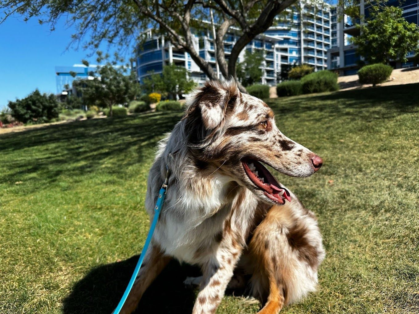 A brown and white dog is sitting in the grass on a leash.