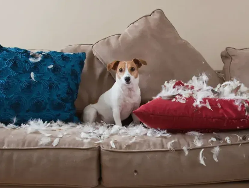 A small dog is sitting on a couch with feathers on it.