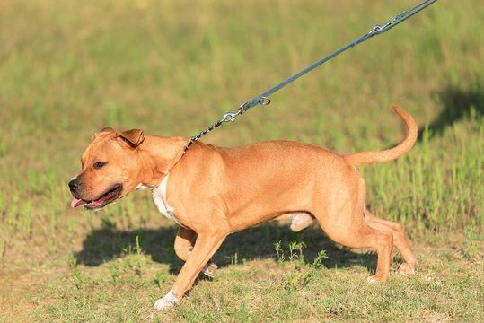 A brown dog on a leash is running through a grassy field.