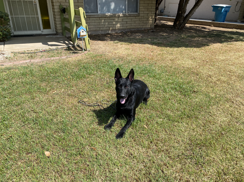 A black dog is laying in the grass in front of a house.