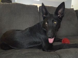 A black dog is laying on a couch with its tongue out.