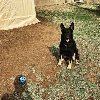 A black dog is sitting in the grass next to a blue ball.