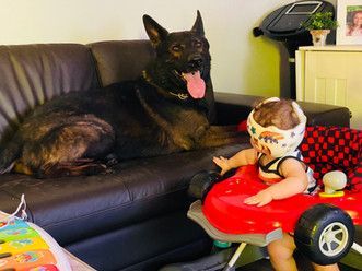 A dog is laying on a couch next to a baby in a walker.