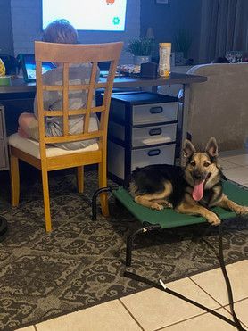 A dog is laying on a bed next to a person sitting at a desk.