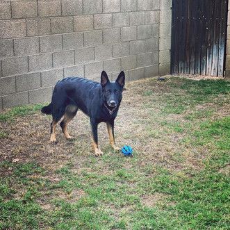 A black and brown dog is standing in the grass next to a blue ball.
