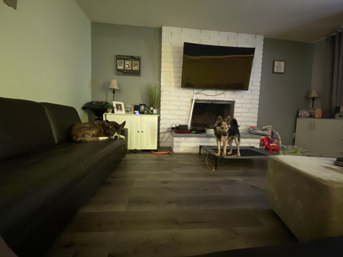 Two dogs are standing in a living room next to a couch.
