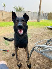 A black dog is standing next to a chair in a yard.