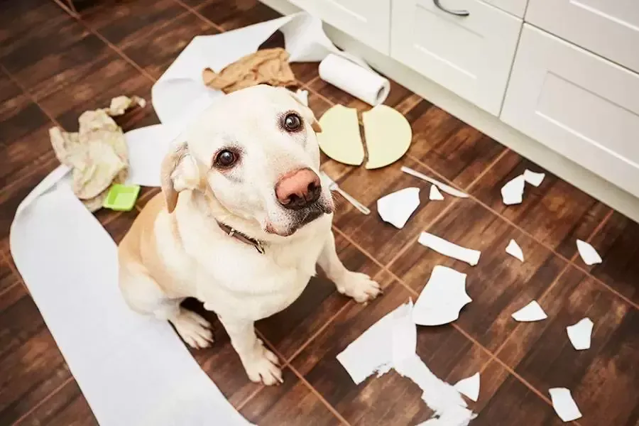 A dog is sitting on a messy floor next to a roll of toilet paper.