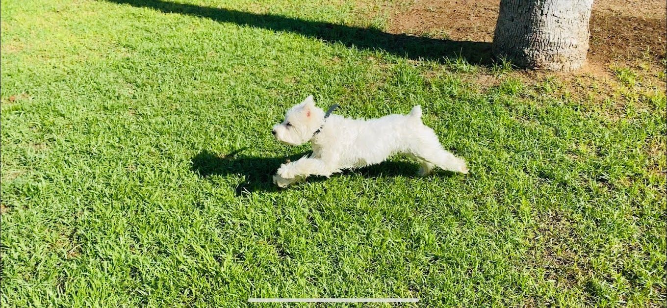 A small white dog is running in the grass.