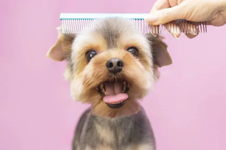 A person is brushing a small dog with a comb.