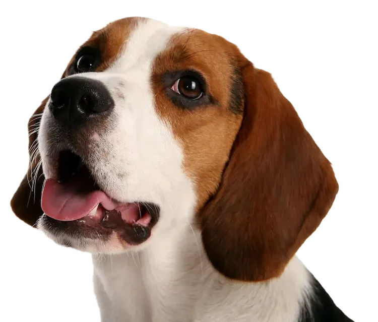 A brown and white dog with its tongue hanging out