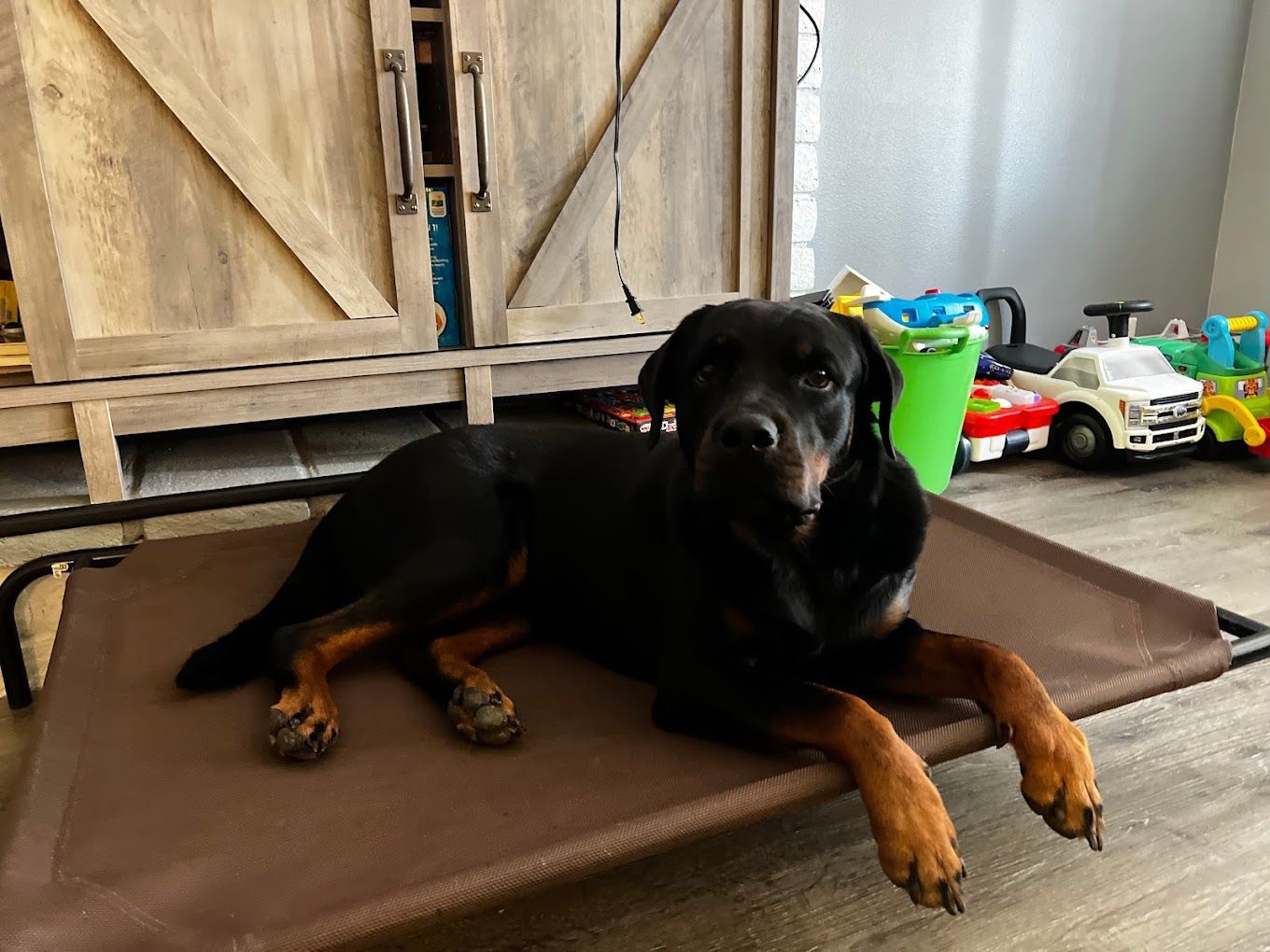 A black and brown dog is laying on a brown dog bed.
