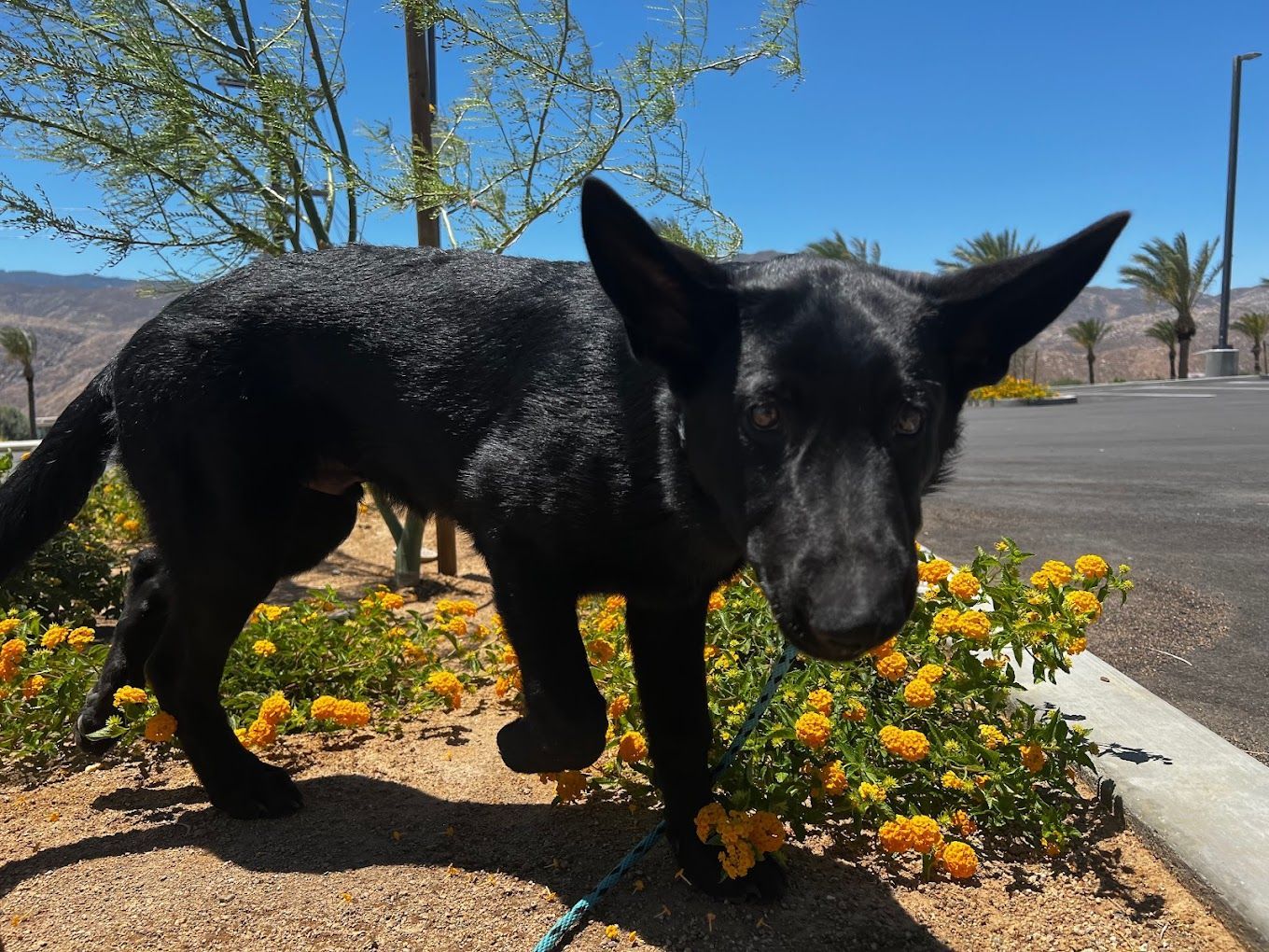A black dog standing next to a bush of yellow flowers
