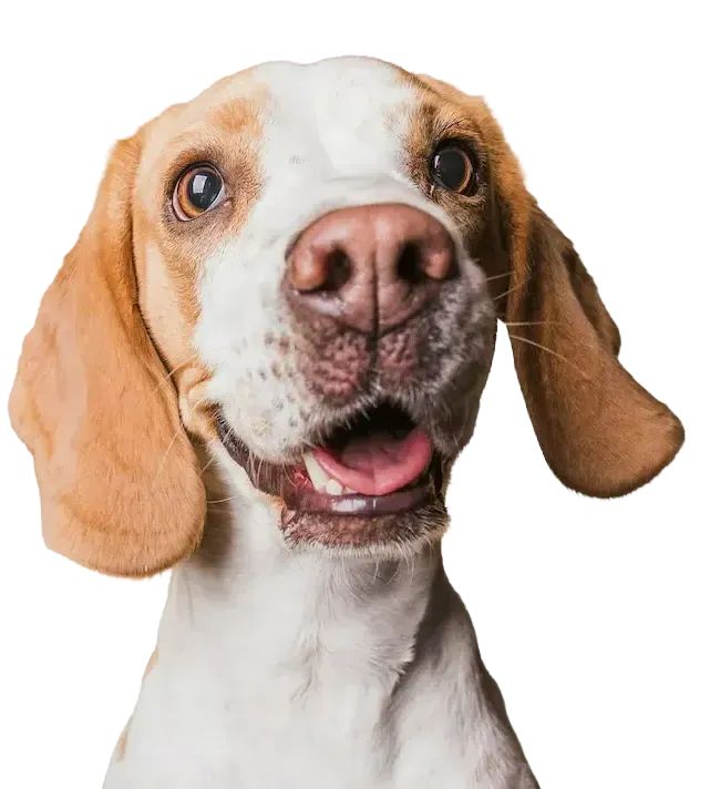 A close up of a brown and white dog with its mouth open