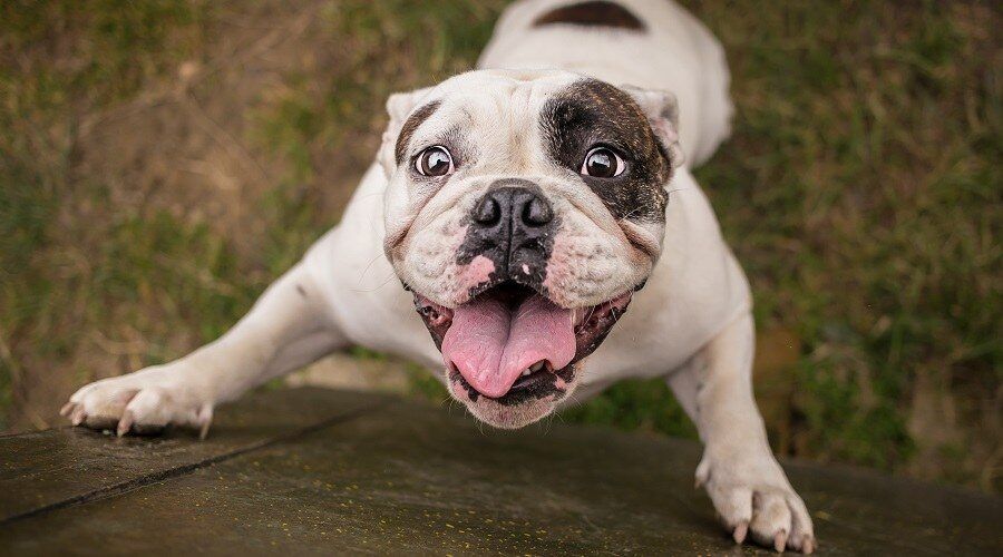 A white and brown bulldog is jumping in the air.