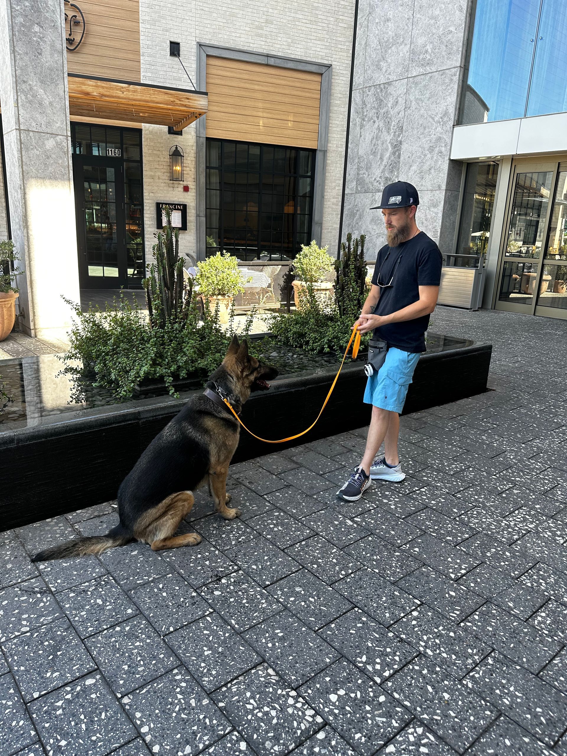 A man is walking a german shepherd dog on a leash.