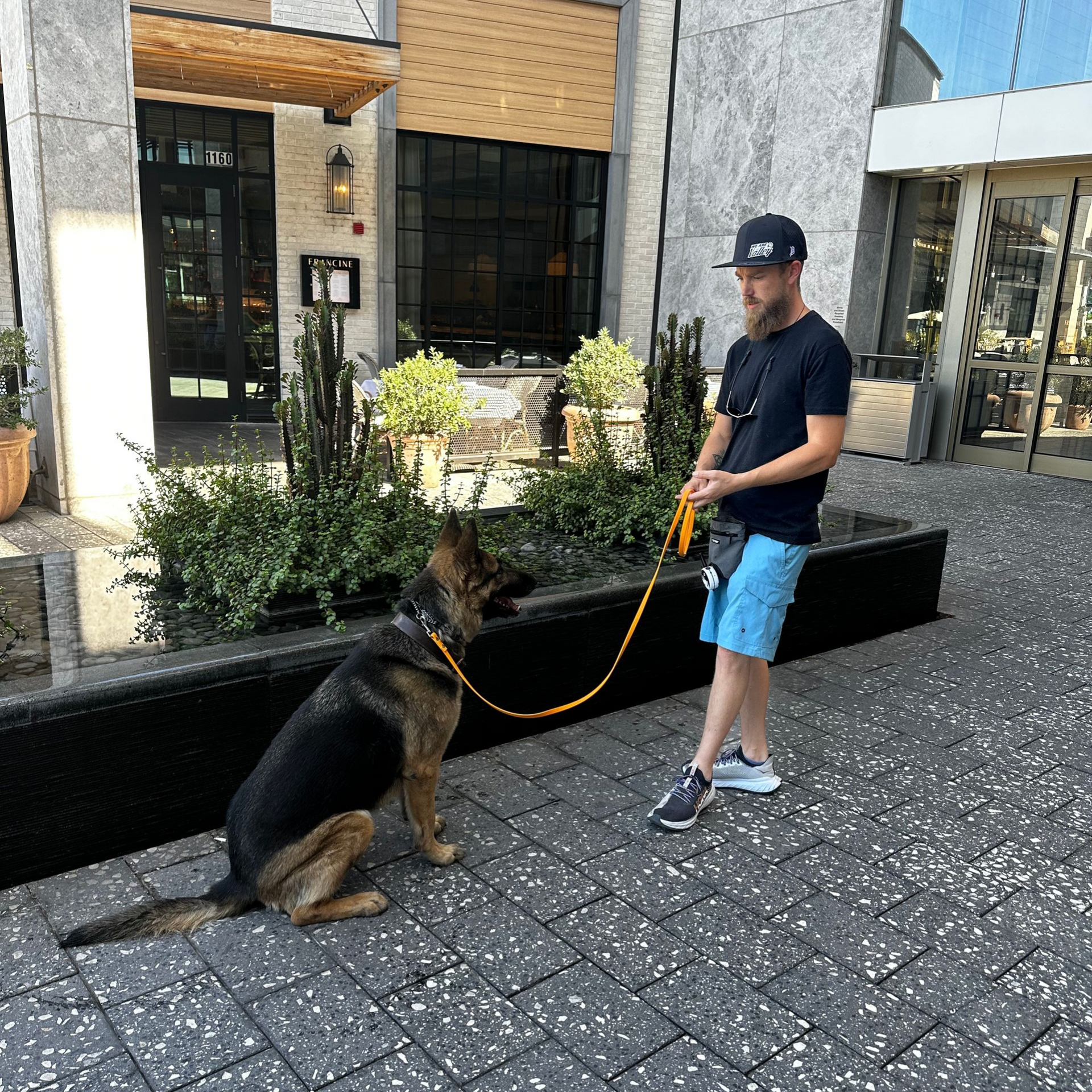 A man is walking a german shepherd dog on a leash.