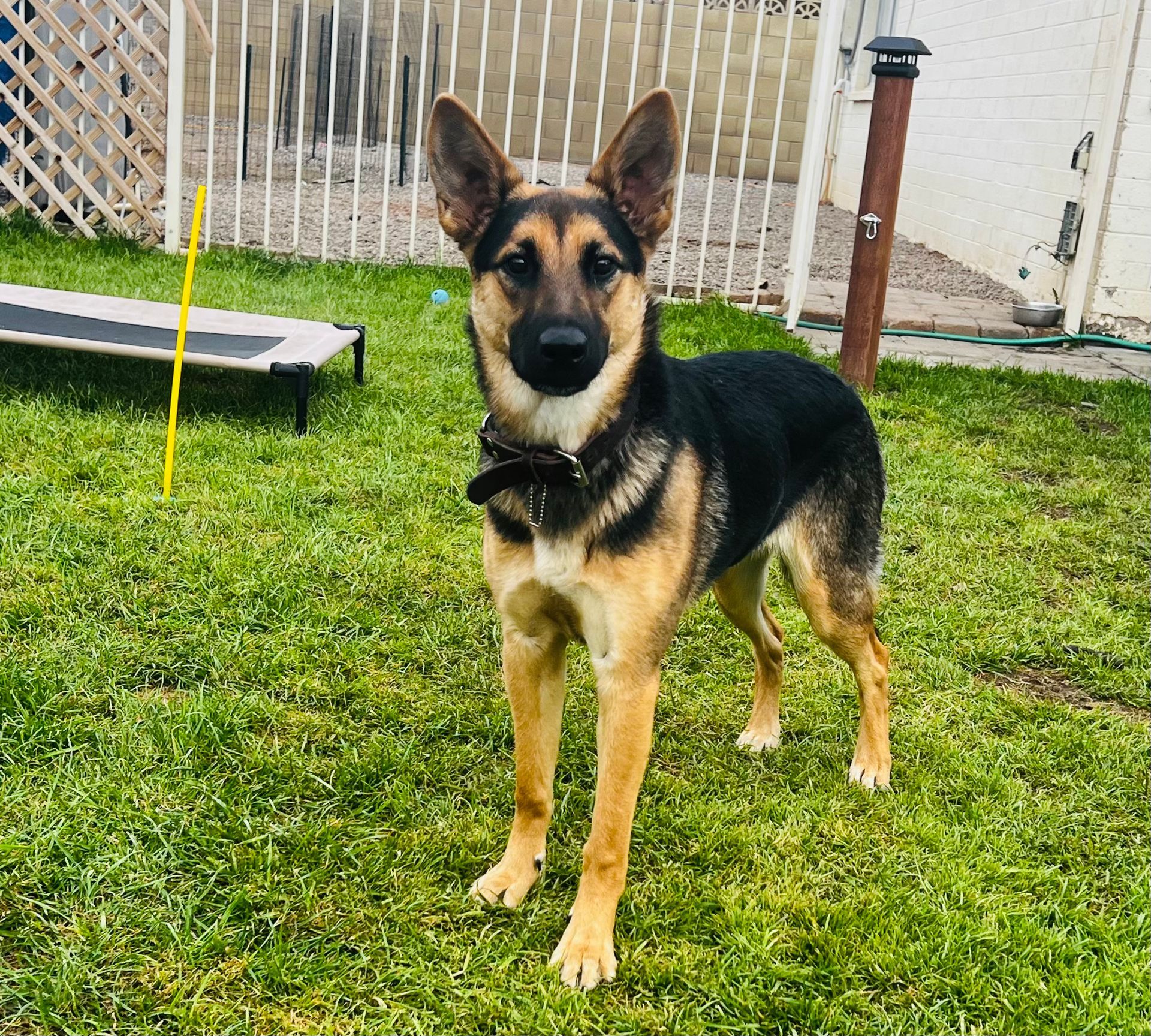 A german shepherd dog is standing in the grass looking at the camera.