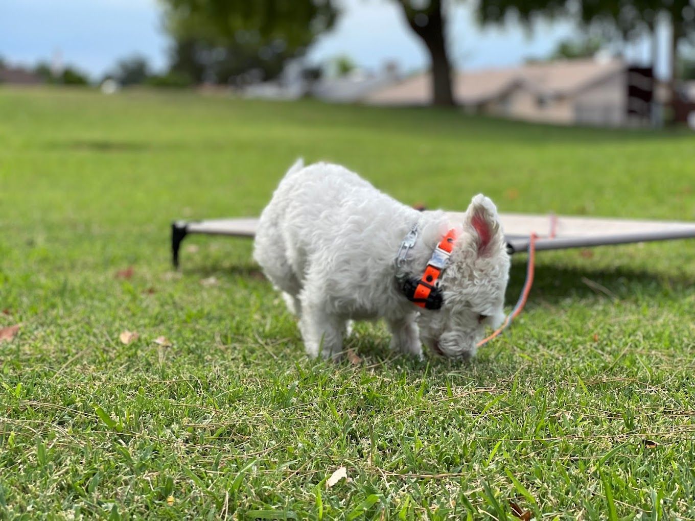 A small white dog is sniffing the grass in a park.