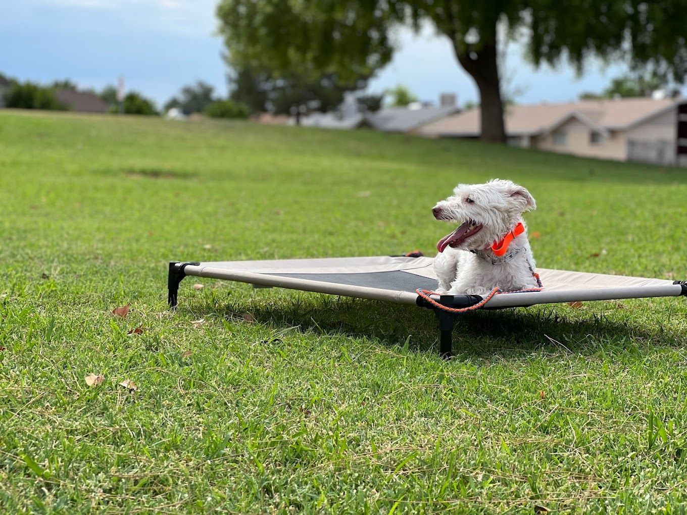 A small white dog is sitting on a bed in the grass.