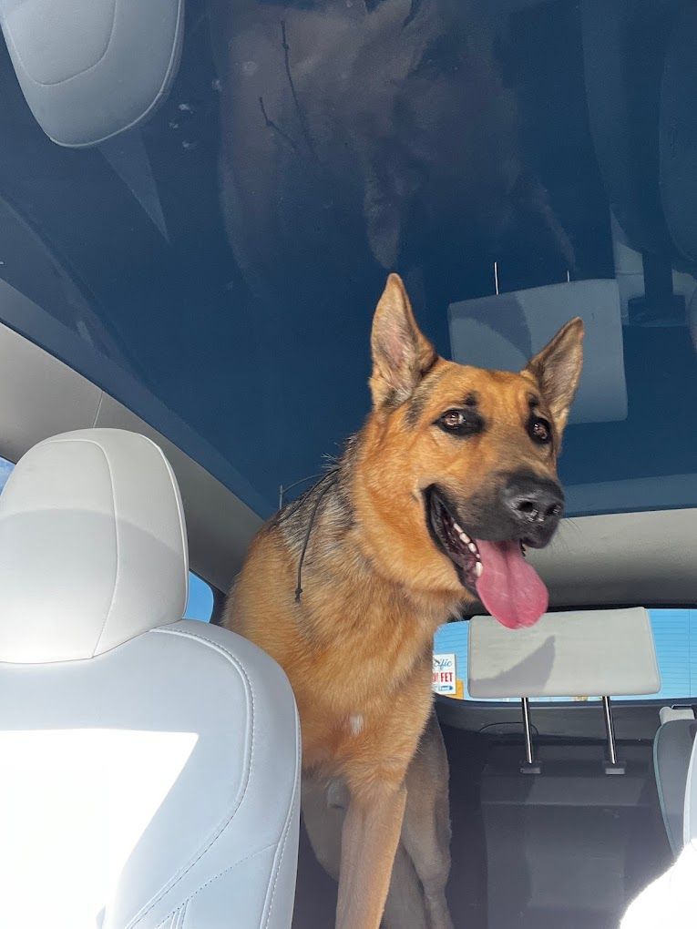A dog is sitting in the back seat of a car
