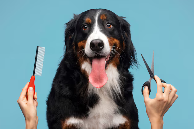 A dog is being groomed by a person holding a comb and scissors.