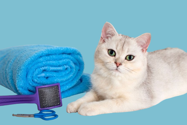 A white cat is laying next to a blue towel and a brush.