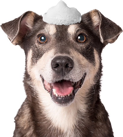 A dog with foam on its head is smiling and looking at the camera.