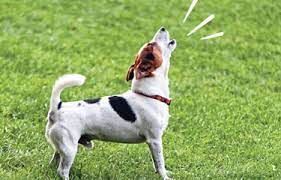 A small dog is standing in the grass and howling.