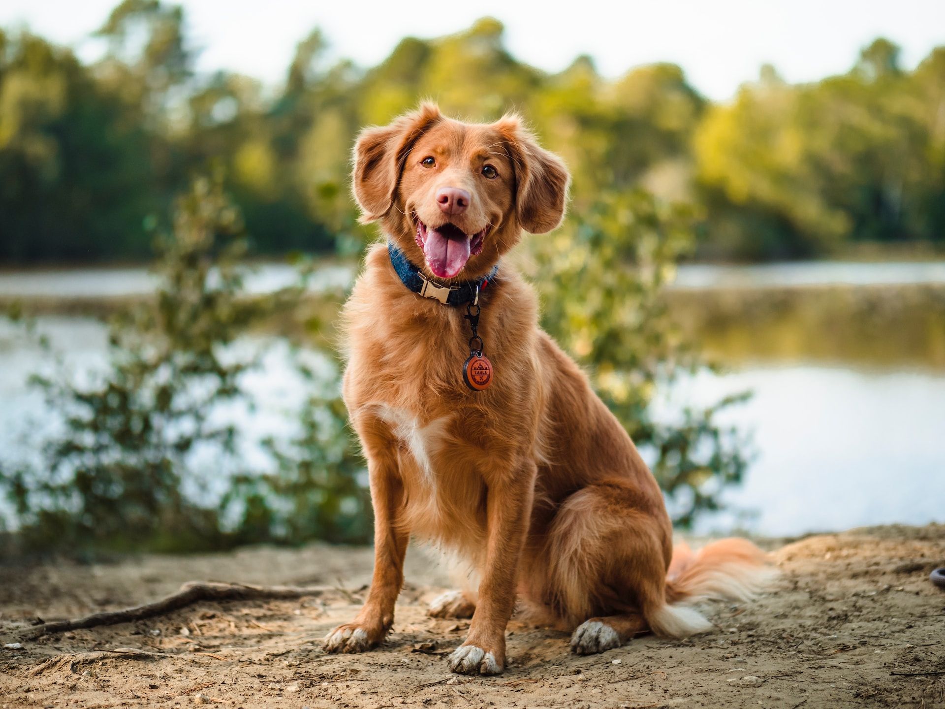 A brown dog is sitting on the beach next to a lake.