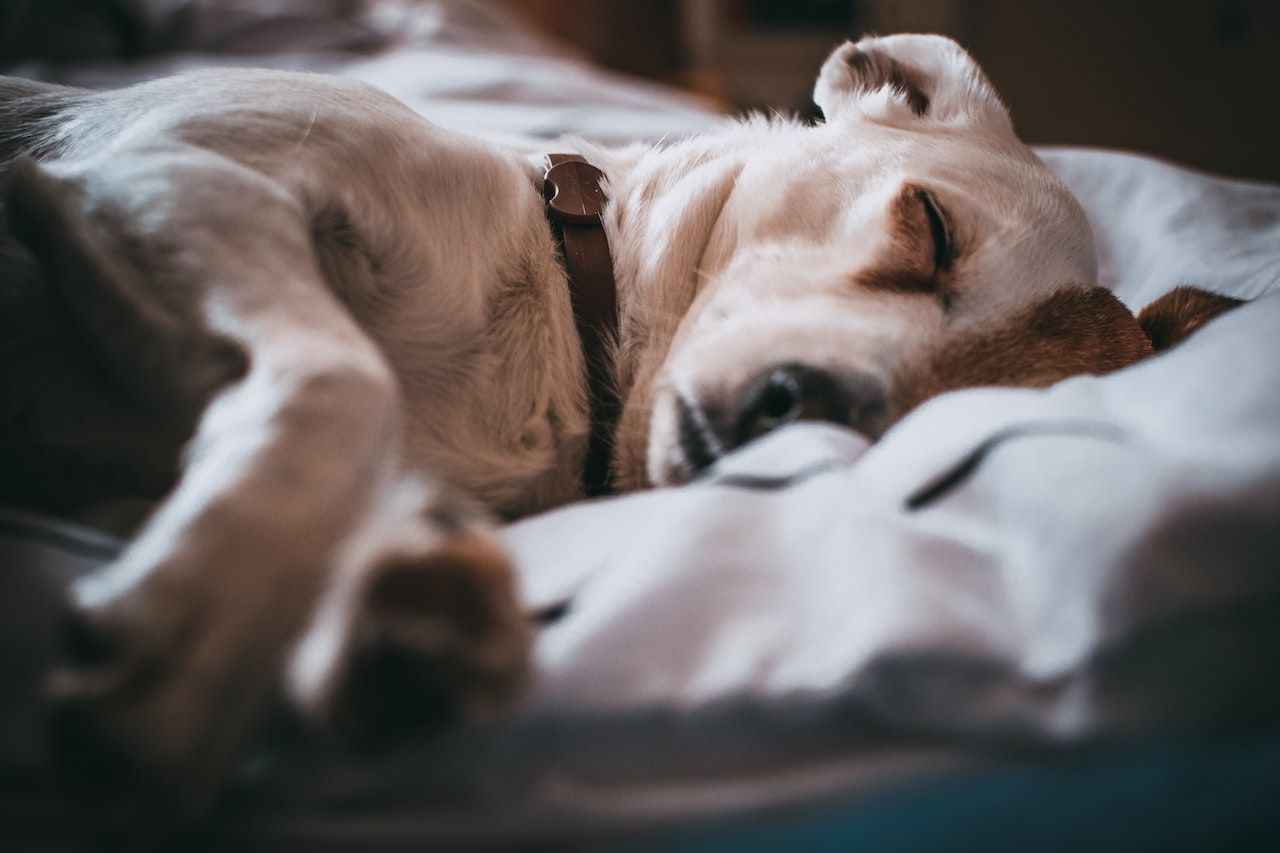 A white dog is sleeping on a bed with a teddy bear.