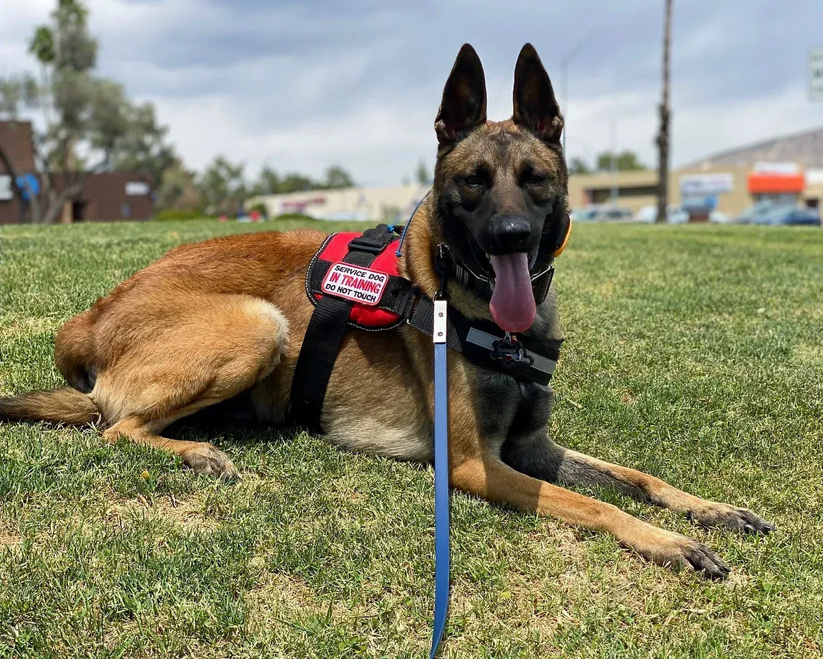 A german shepherd dog is standing in the grass looking at the camera.