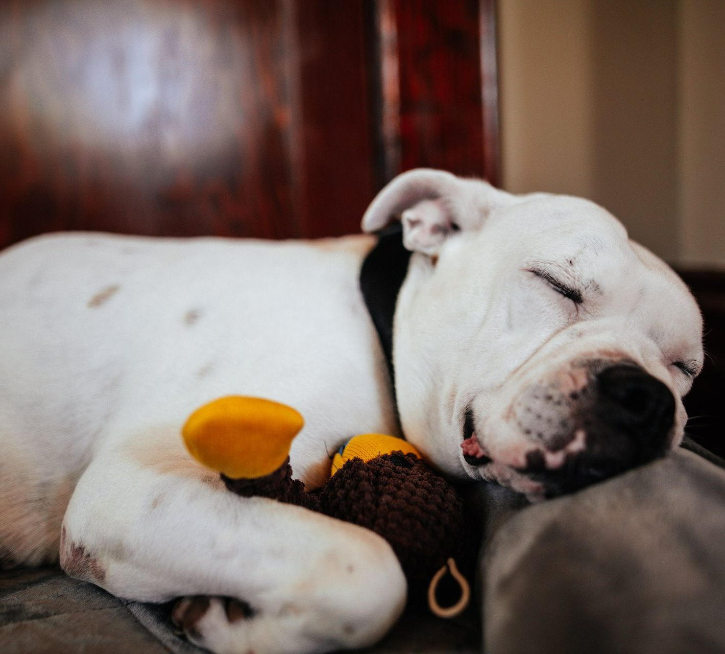 A white dog is sleeping on a couch with a stuffed animal