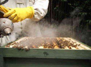 One Day Course for New Beekeepers