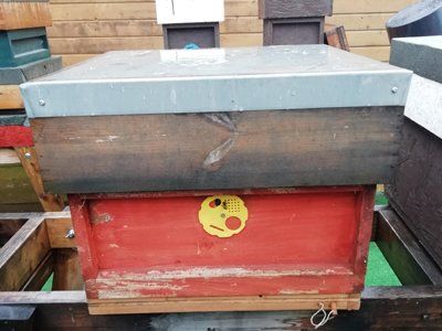Full overwintered hives