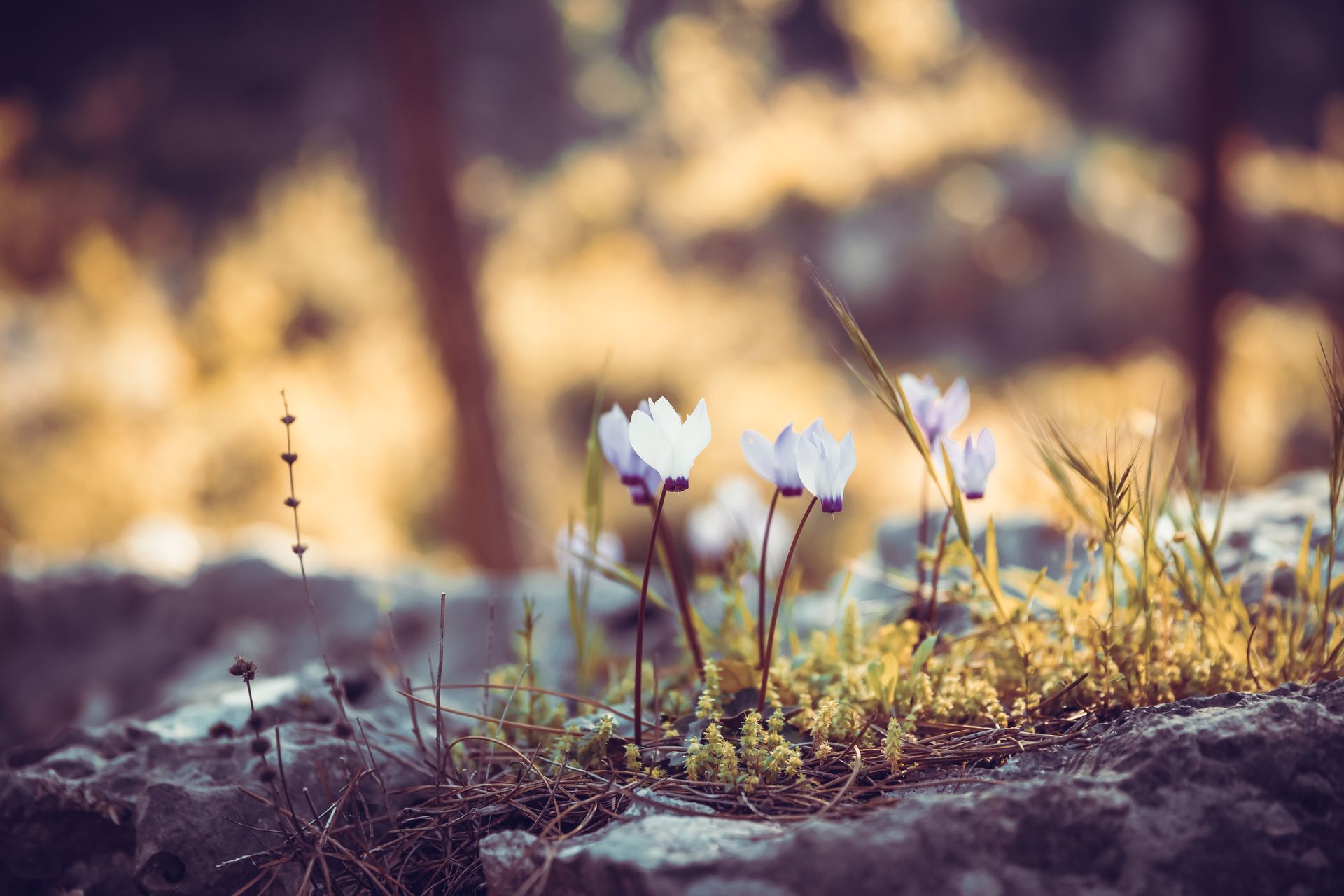 forest flowers