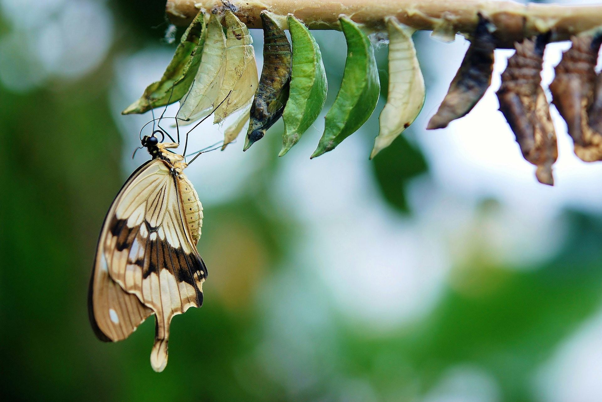 Butterfly emerging from chrysalis, hanging with others on a twig. Green and brown cocoons with foliage.