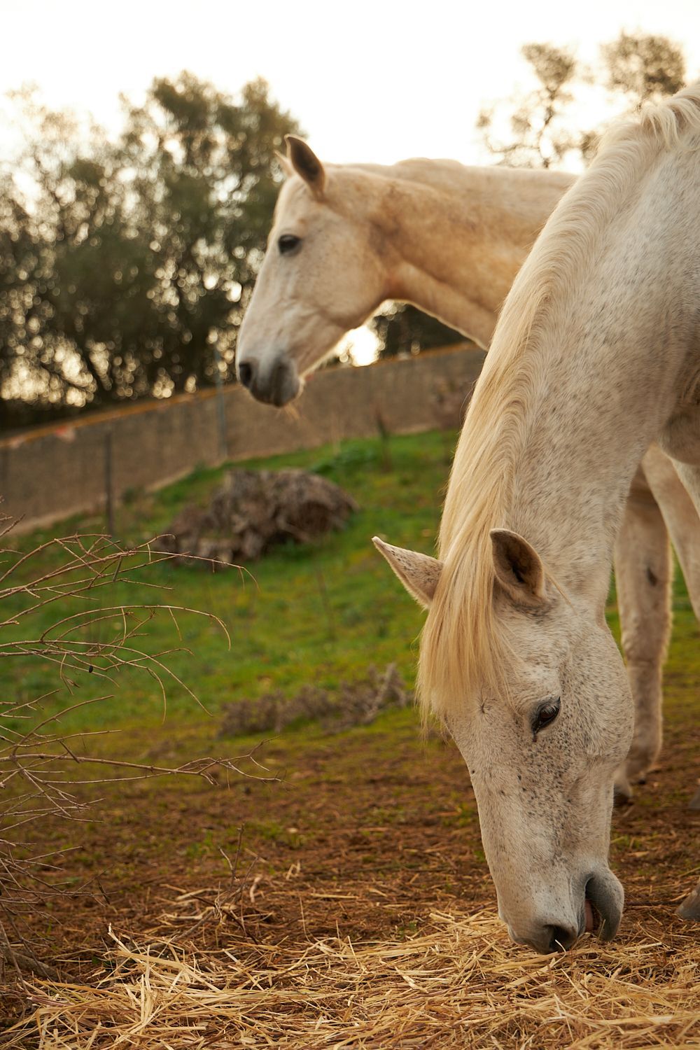LIDERANÇA, TEAM COACHING