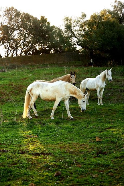 Coaching Assistido por Cavalos by Pedro Amado