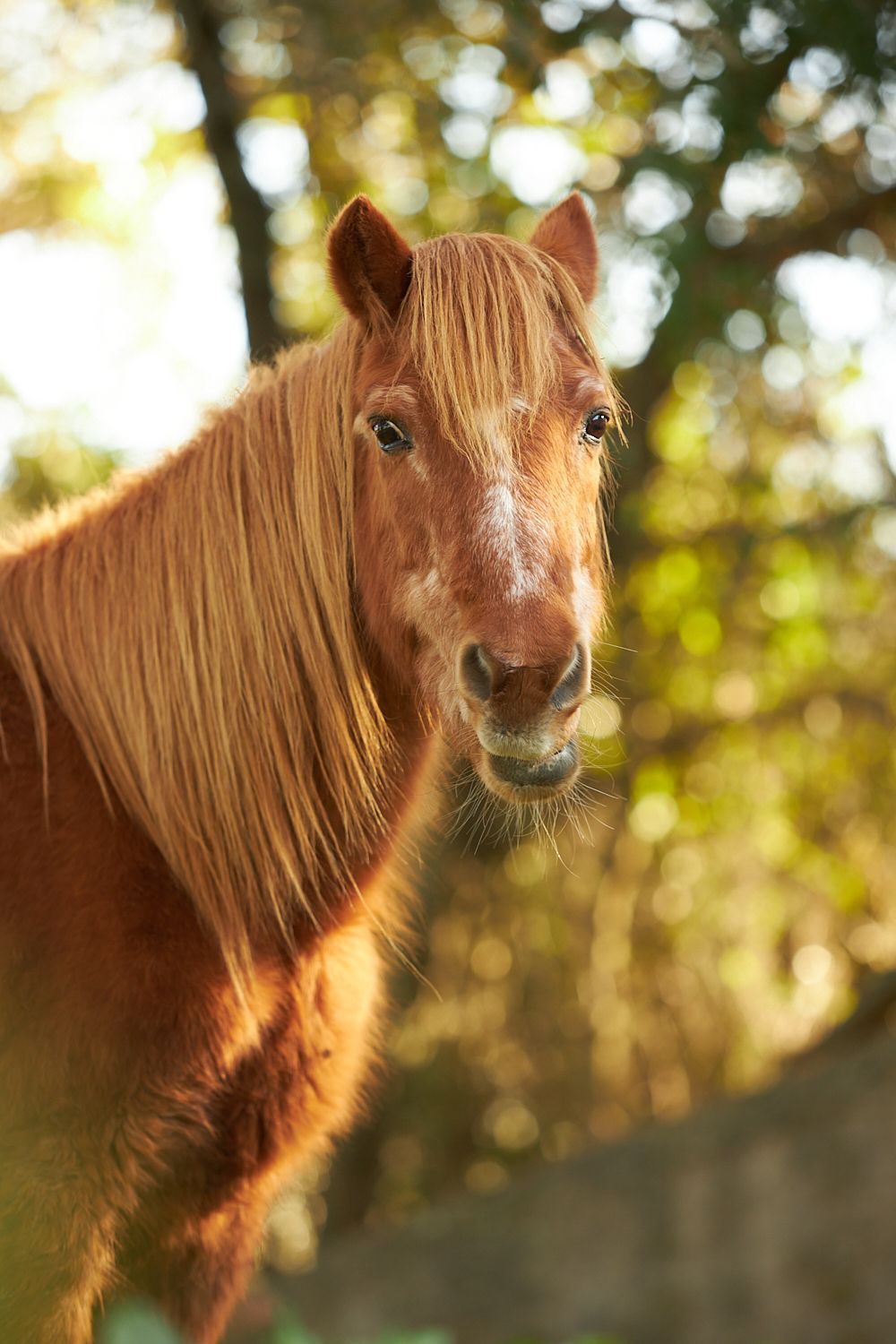 A sabedoria deriva da sua evolução de 40 milhões de anos