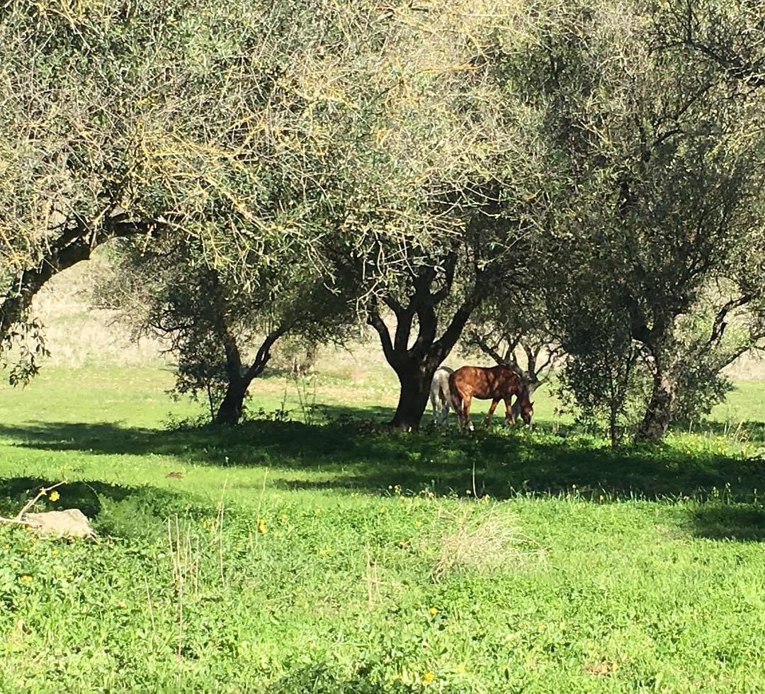 na natureza e em liberdade é o seu habitat