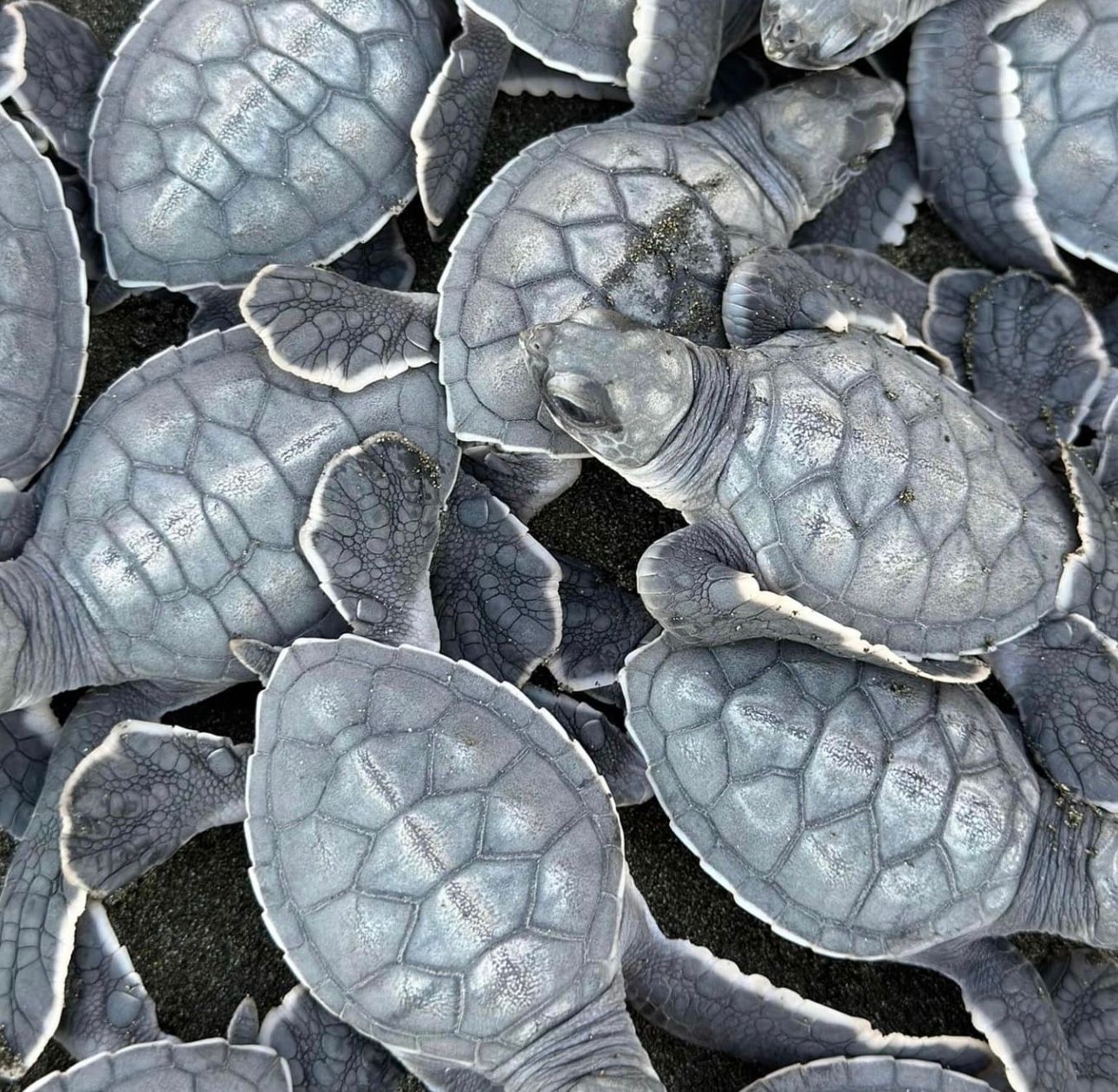 Sea Turtle Conservation Program Costa Rica
