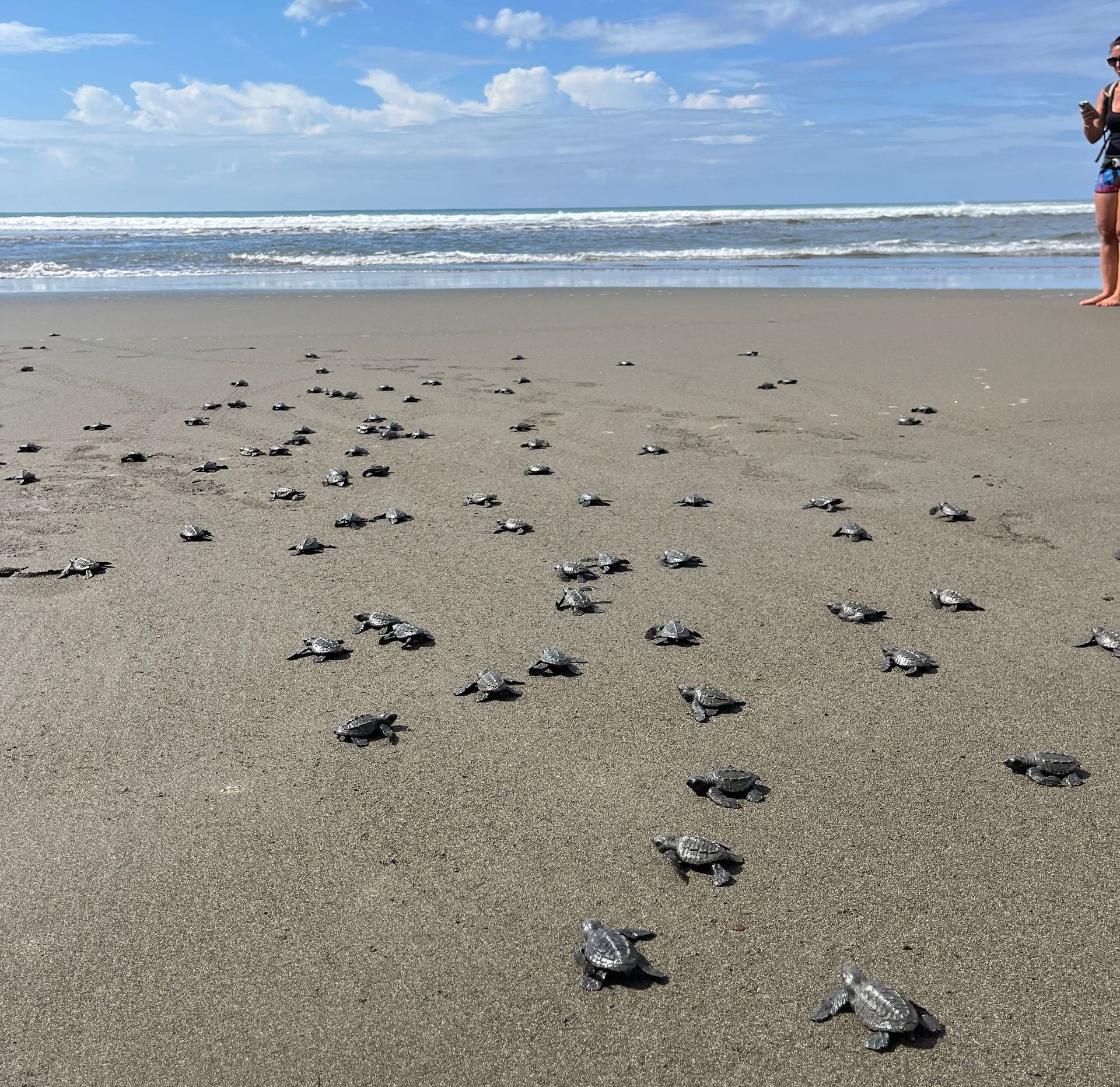 Sea Turtle release costa rica 