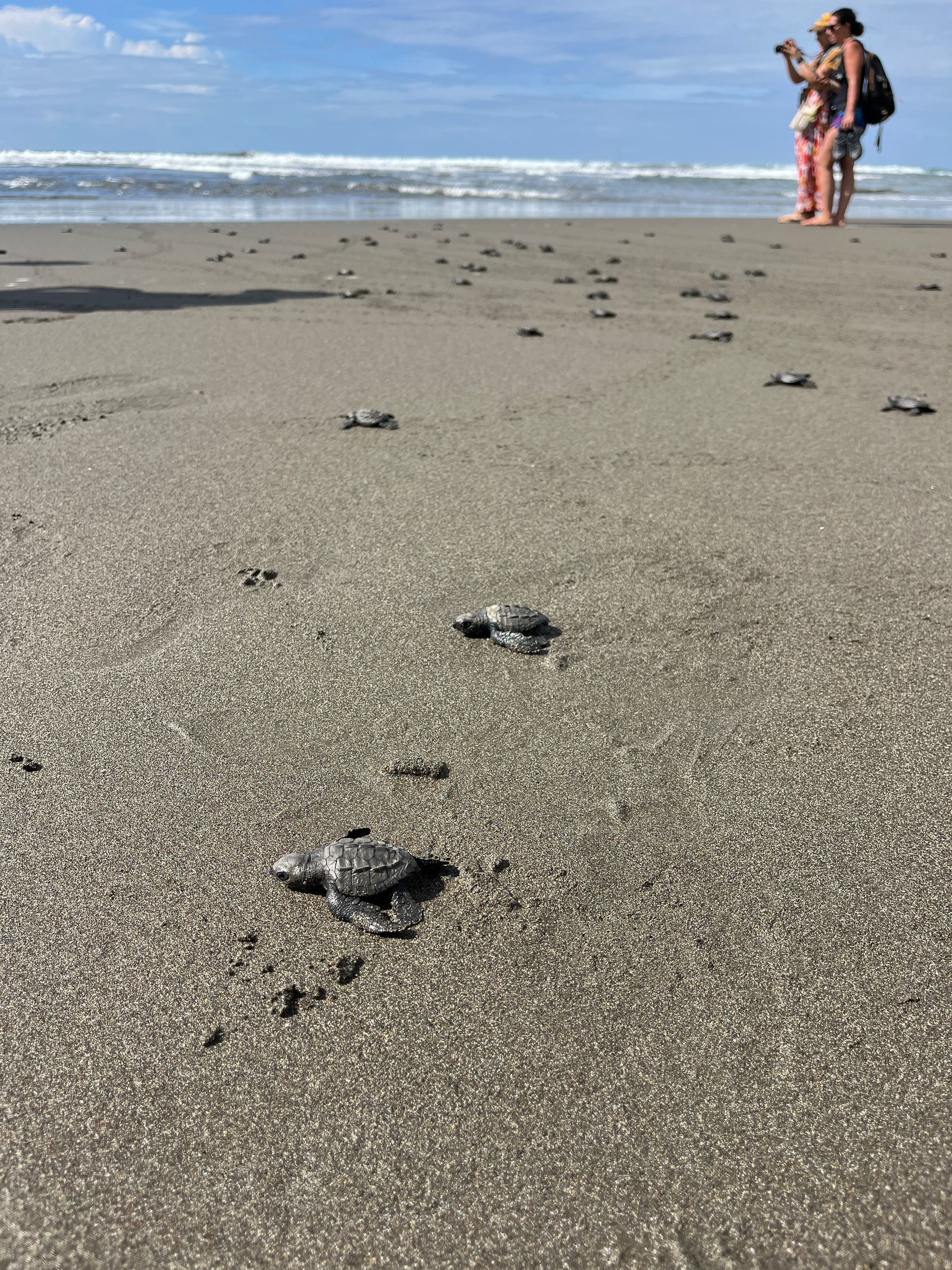 Impact of  sea turtle conservation program 