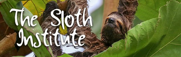 volunteer opportunities Manuel Antonio  the sloth institute