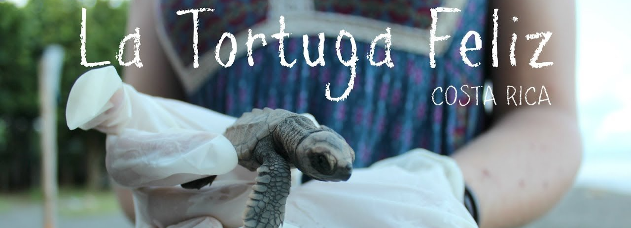 volunteer opportunities Manuel Antonio  la tortuga feliz