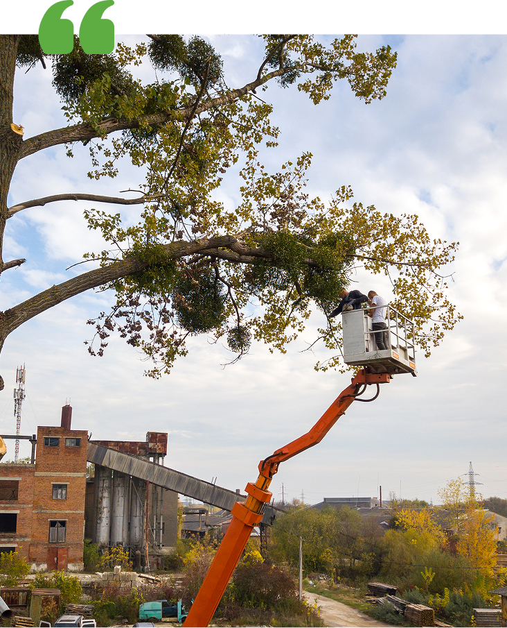 Man in lift trimming a tree infected with mistletoe near an old brick building.