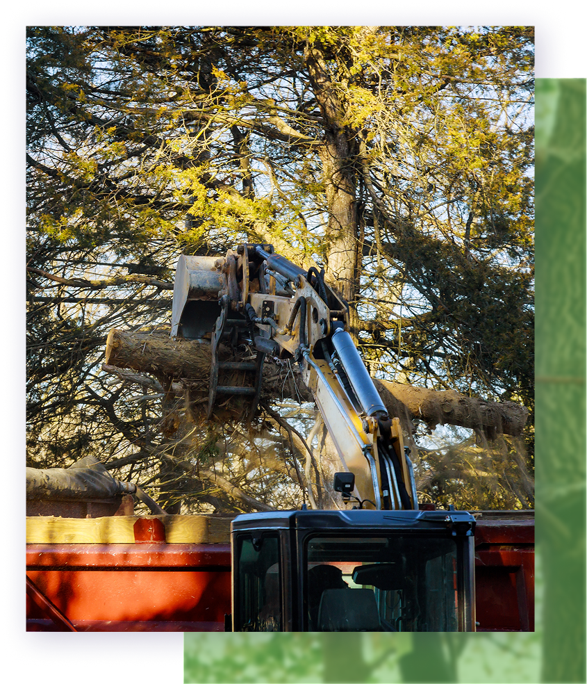 A small excavator loading a tree log into a red trailer against a sunny forest backdrop.